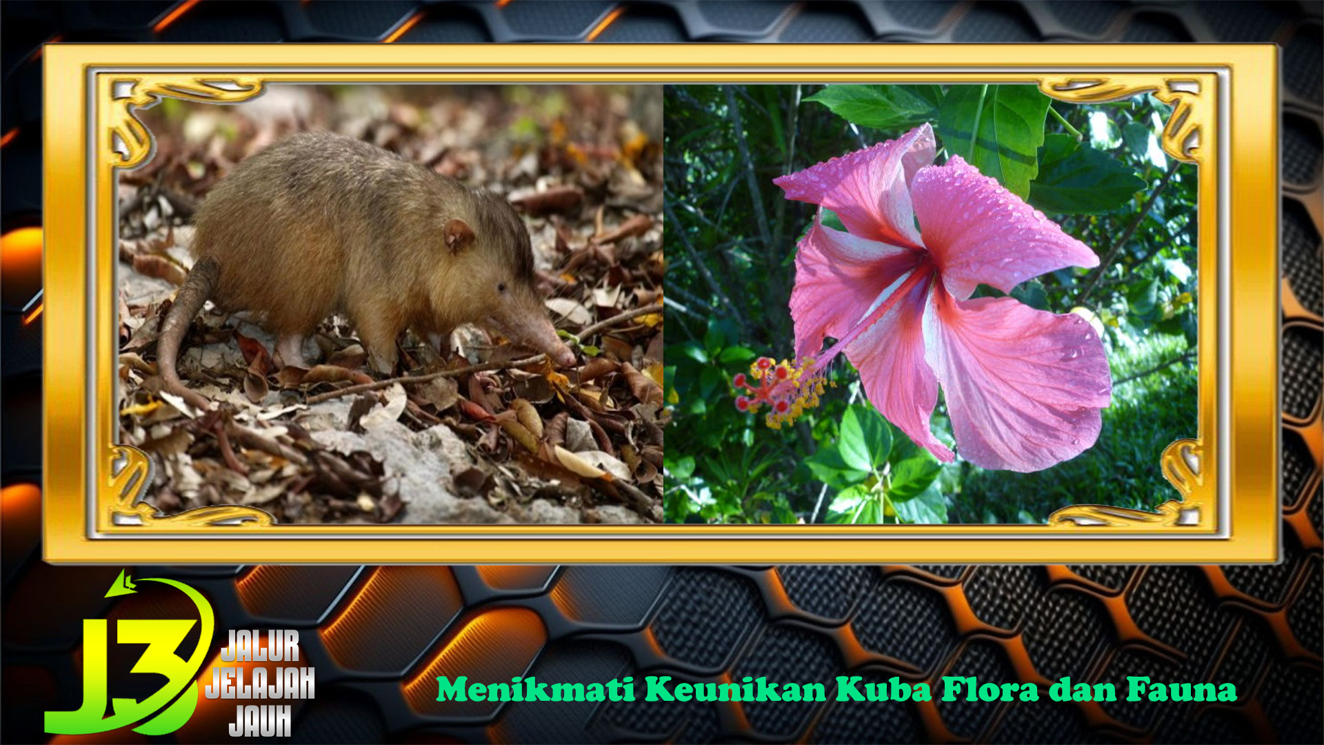 Menikmati Keunikan Kuba Flora dan Fauna